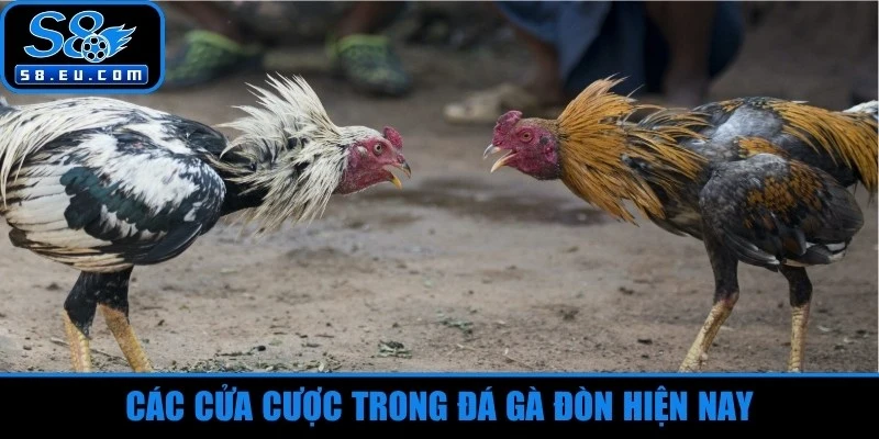 Các cửa cược trong đá gà đòn hiện nay